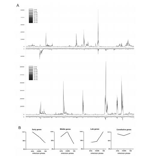 φR1-37噬菌体与小肠结肠炎耶尔森菌之间噬菌体-宿主相互作用的进程（三）
