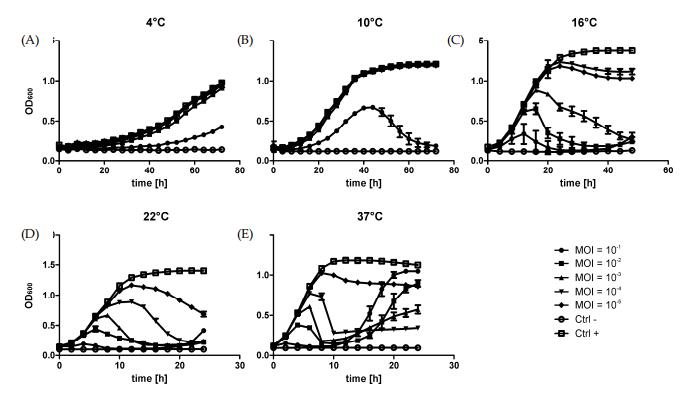φR1-37噬菌体与小肠结肠炎耶尔森菌之间噬菌体-宿主相互作用的进程（一）