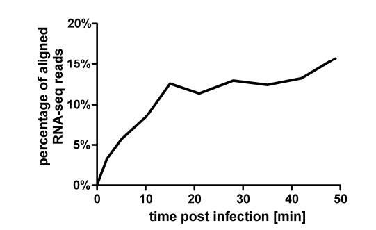 φR1-37噬菌体与小肠结肠炎耶尔森菌之间噬菌体-宿主相互作用的进程（二）