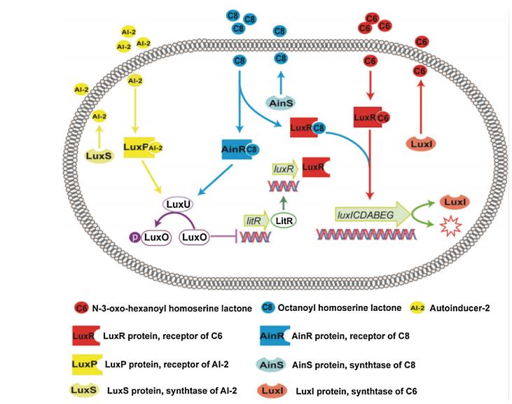 磺胺类抗生素与群体感应抑制剂对费氏弧菌的24小时毒物兴奋效应研究