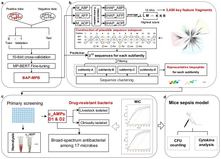 靶向多重耐药菌感染：基于深度学习的多活性抗菌肽设计及其体内外功效验证