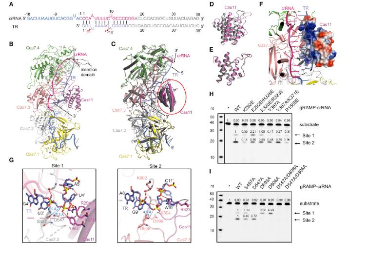 200 孔高通量微生物分析评估III-E型CRISPR-Cas系统的抗病毒功能